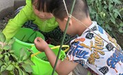 【精彩瞬间】蔬菜保卫战